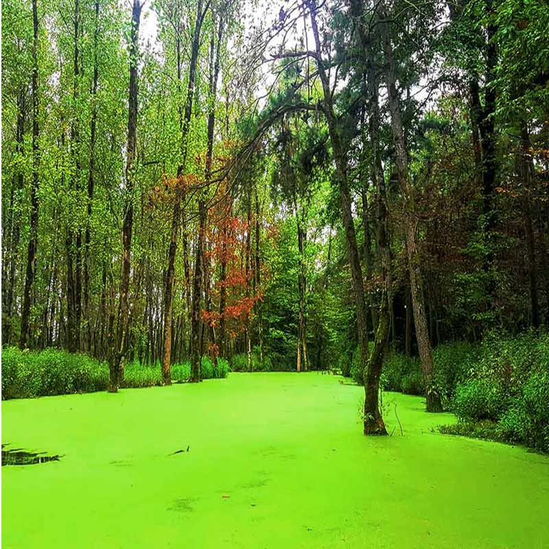 طبیعت بکر و آرامش روانی